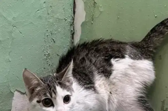 Объявления о пропавших и найденных животных, Красноярск, фото: Найдена кошка женского пола, улица Академика Киренского, 122, Красноярск - серо-белый окрас