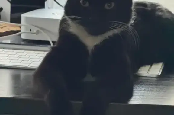 Найдена кошка, Истра, фото: Найдена кошка женского пола, Юбилейная улица, 19, Истра - черная с белым воротничком