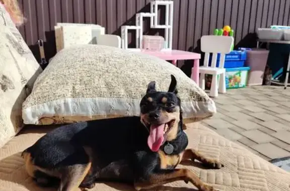 Пропал собака, улица Роз, 5Ю, Российский - медальон с номером телефона - photo