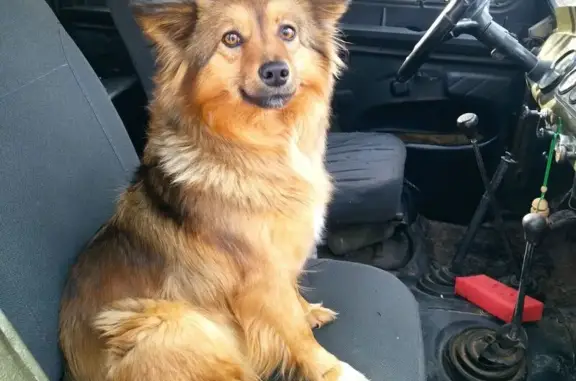 Пропала собака, 38Н-182, Разиньково, Верхнекасиново - рыжая с чёрным, шрам на правой лапке - photo