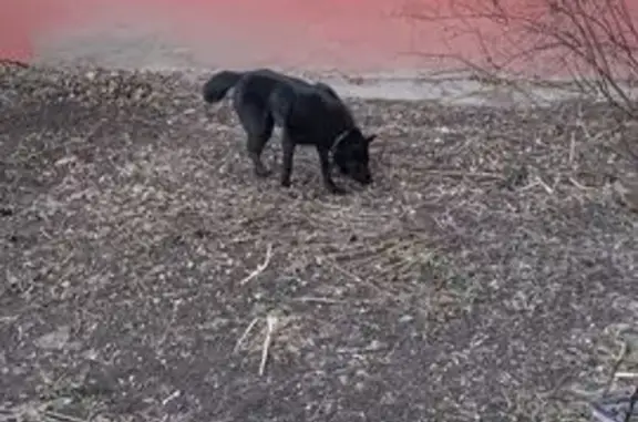 Найден собака, Пионерская улица, Тула - черный кобель с коричневым ошейником - photo