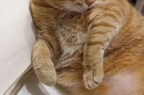 Пропала кошка, улица Розы Люксембург, 19, Псков - photo