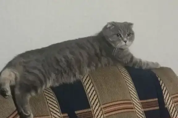 Пропала кошка, улица Карпинского, 1А, городской округ Пенза - вислоухая шотландка - photo
