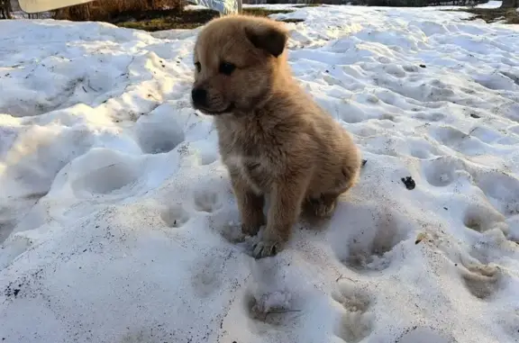 Объявления о пропавших и найденных животных, Рязань, фото: Найден пёс, Восточная окружная дорога, городской округ Рязань - два очаровательных малыша ищут мам и пап