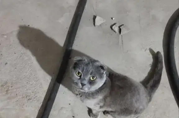 Найденные животные Москва, фото: Найдена кошка, Проезд Энтузиастов, 19Б, Москва - шотландская вислоухая