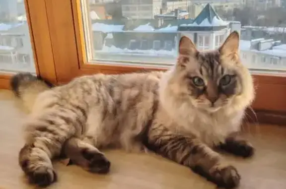 Пропал кот, улица Суворова, 21, Калуга - photo