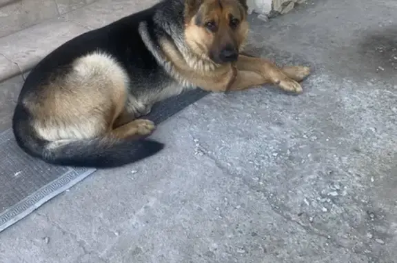 Пропал собака, Гай — Орск, Орск - породистая немецкая овчарка - photo