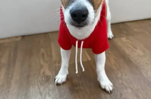 Пропала собака, женская, улица Красная Сибирь, 120, Бердск - Джек Рассел по кличке Молли - photo