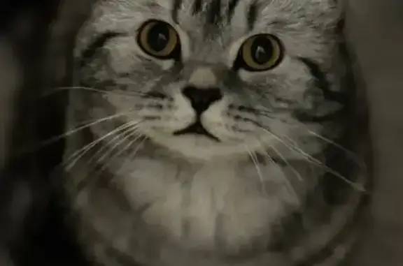 Пропала кошка, улица Микояна, 10 к1, Химки - photo