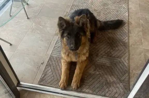 Пропала собака, Гай — Орск, Орск - породистая немецкая овчарка - photo