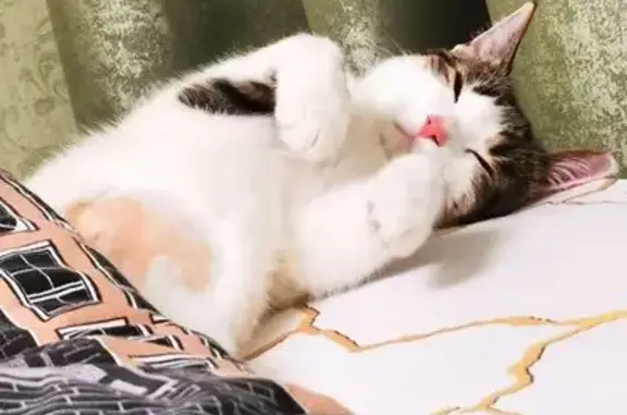 Пропала кошка, улица Веденяпина, 7, Нижний Новгород - белая с серо-чёрными пятнами - photo