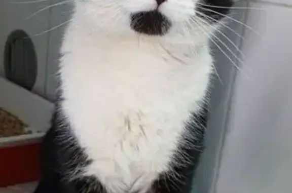 Пропал кот, улица Чкалова, 1, Нижний Новгород - откликается на кличку Миша - photo