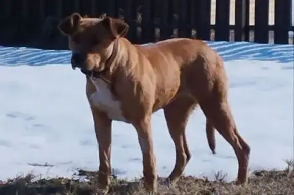 Найдена собака, Лужки, фото: Найдена собака, 46Н-11248, Лужки - метис с коричневым ошейником