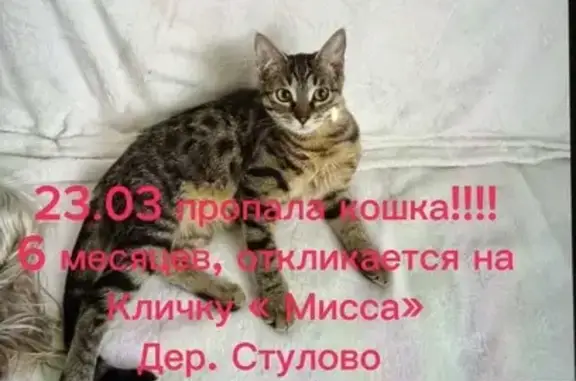 Пропала кошка, Стулово, Московская область - откликается на кличку «Мисса» - photo
