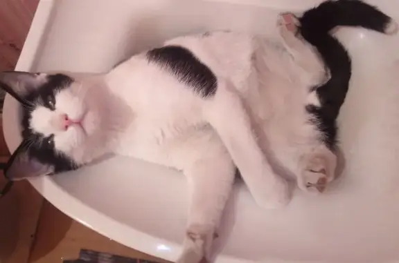 Пропал кот, Хлебозаводская улица, Белый Яр - чёрно-белый окрас - photo