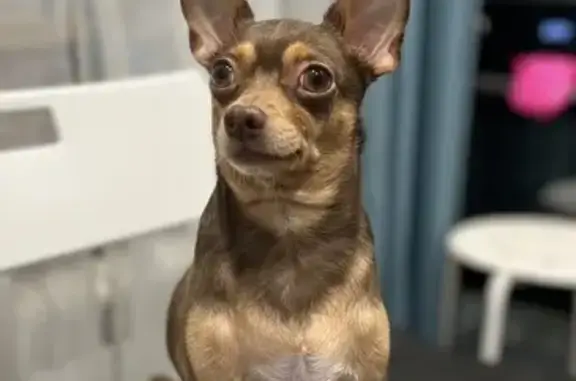 Пропала собака, улица Софьи Ковалевской, 2, Москва - той-терьер, откликается на «Микки» - photo