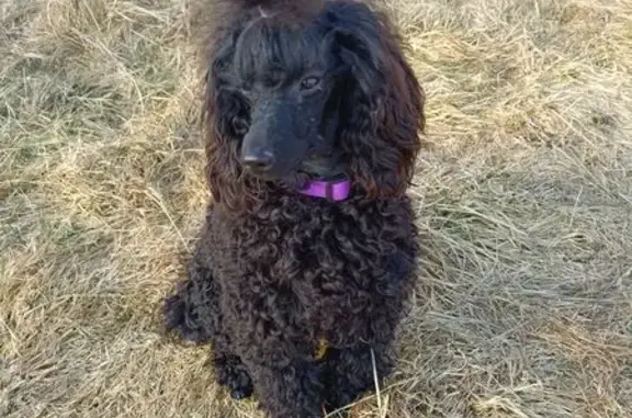 Пропал пудель, мужской, улица Буяльского, район Коммунарка - photo