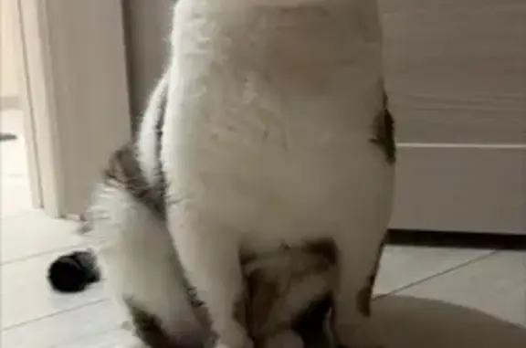 Пропала кошка, улица Терешковой, 16, Борисоглебск - photo