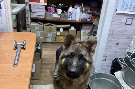 Пропала собака, Шоссейная улица, 40, Юрга - черно-коричневая с клеймом на животе - photo