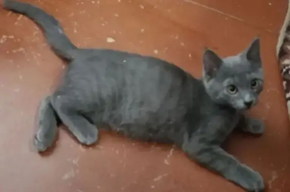 Пропал кот, Новошахтинск - стального окраса с белым пятнышком - photo