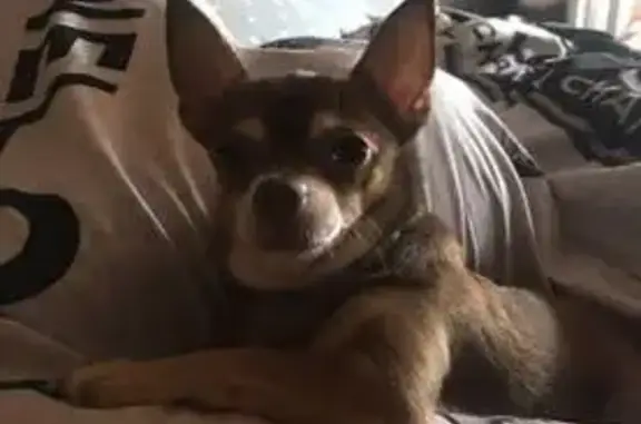 Пропал собака, улица Туполева, 23, Воронеж - кличка Еврик - photo