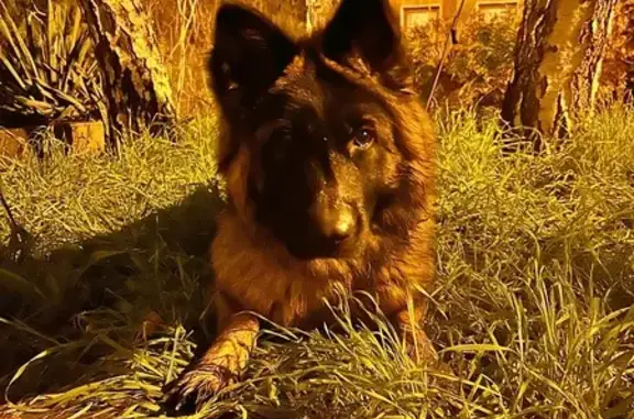 Пропала собака, улица имени Володи Головатого, 400/1, Краснодар - photo