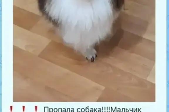 Пропал собака, Южная улица, 21, Комсомольский - черно-белый чихуахуа - photo