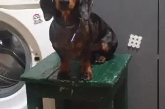 Пропала собака, 10-я улица Текстильщиков, Москва - photo