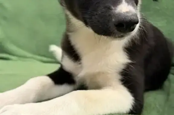 Найдена собака, Фрязино, фото: Найден щенок, Фрязино, Московская область - мальчик 3-4 месяца