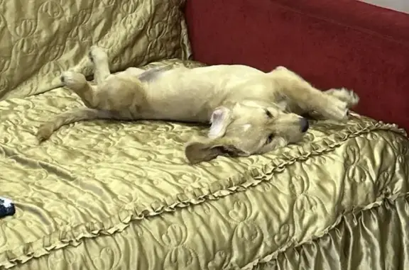 Пропала собака, Кубанская улица, 9, Южный - photo