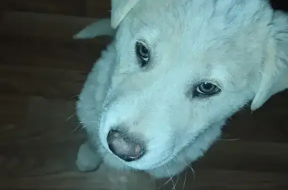 Пропал собака, мужской, улица Дарвина, 32, Донецк - photo