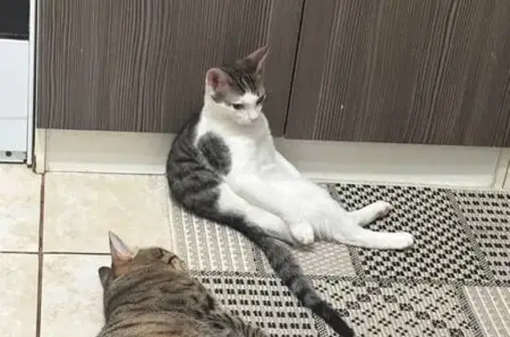 Пропал кот, улица Филиппова, 1А, Подольск - упал с окна - photo