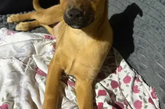 Пропала собака, женская, Курганная улица, Михайловск - 2 месяца, рыженькая - photo