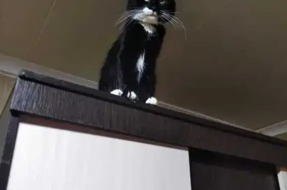 Пропала кошка, Славянское городское поселение, Славянское - шотландский вислоухий - photo