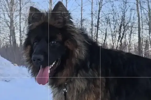 Пропал собака, Нагаево, Башкортостан - черно-рыжий, недоверчивый - photo