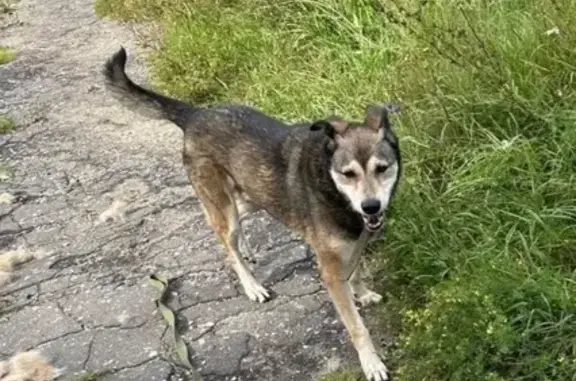 Пропал собака, Дуниловское шоссе, Иваново - очень добрый пёс - photo