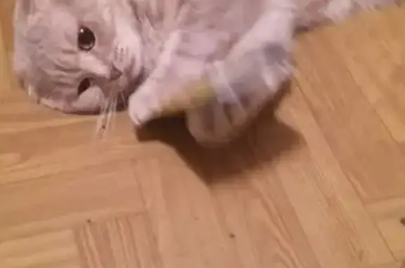 Пропала кошка, Большая Филёвская улица, 10, Москва - photo