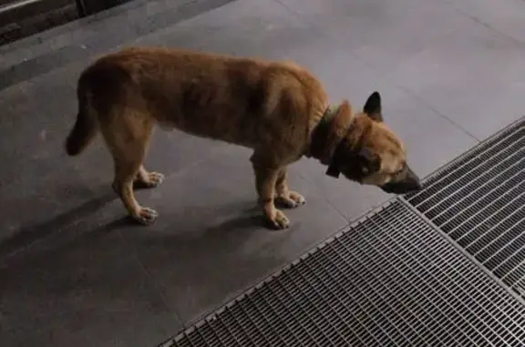 Объявления о пропавших и найденных животных, Тверь, фото: Найден собака, Хрустальная улица, Тверь - рыжая с двумя ошейниками