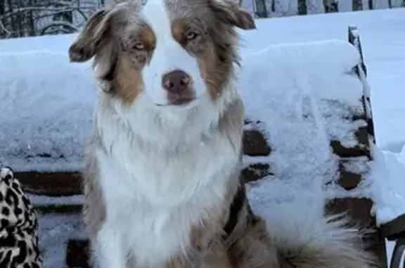 Пропала собака, Киевский переулок, 4, Энгельс - трехцветная с голубыми глазами - photo