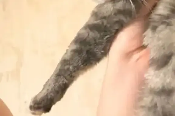 Потерянные животные Самара, фото: Пропала кошка, Первомайская улица, 36, Самара