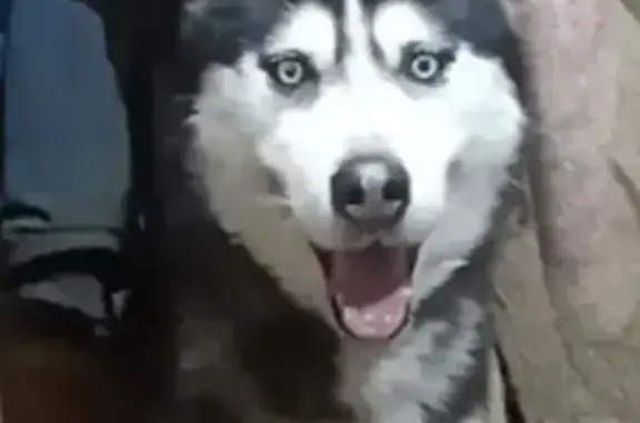 Найден собака, Промышленная улица, 23/3, Краснодар - молодой хаски - photo