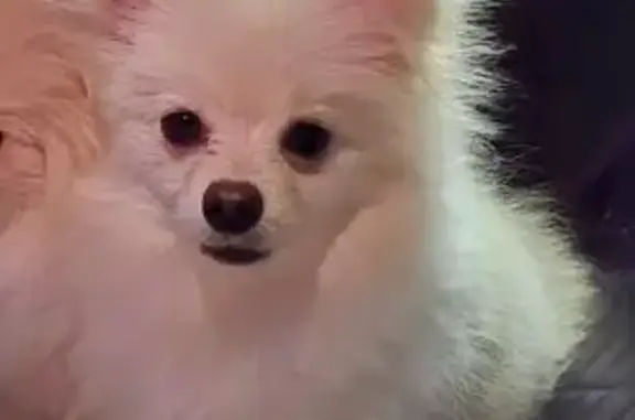 Пропал собака, Таганьково, Московская область - померанский шпиц бело-кремовый - photo