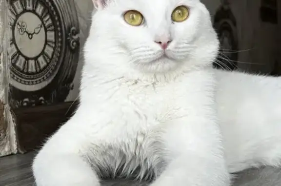 Пропала кошка, улица Стачек, 60, Ярославль - белый с серым хвостом и черным пятном - photo