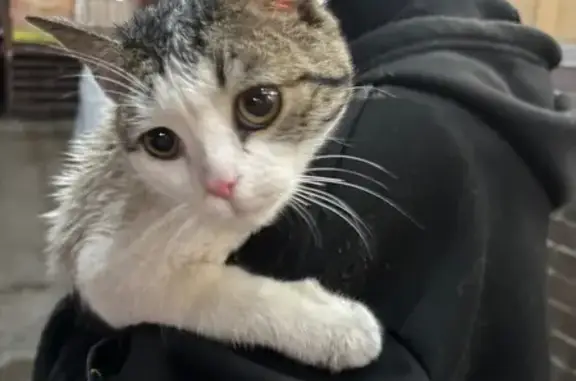 Найдена кошка, Батайск, фото: Найдена кошка, улица Северный Массив, 7, Батайск - беременная, серо-белая
