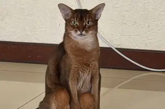 Пропал кот, Батуринская улица, 104, Ростов-на-Дону - абиссин, стерилизован - photo