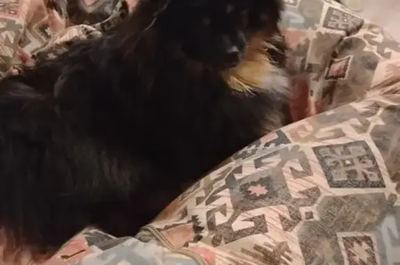 Объявления о пропавших и найденных животных, Ленинский, фото: Пропала собака, женская, ул.Заводская, Ленинский - немецкий цверг-шпиц