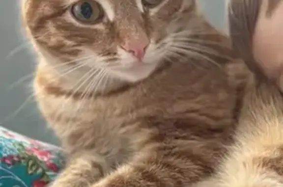 Пропал кот, Борисковская улица, 34, Казань - рыжий молодой охотник - photo