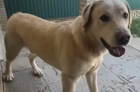 Пропал собака, Астраханская улица, 12/1, Краснодар - палевый окрас, карие глаза - photo