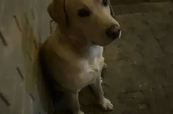 Пропал собака, Астраханская улица, 12/1, Краснодар - лабрадор золотистого окраса - photo