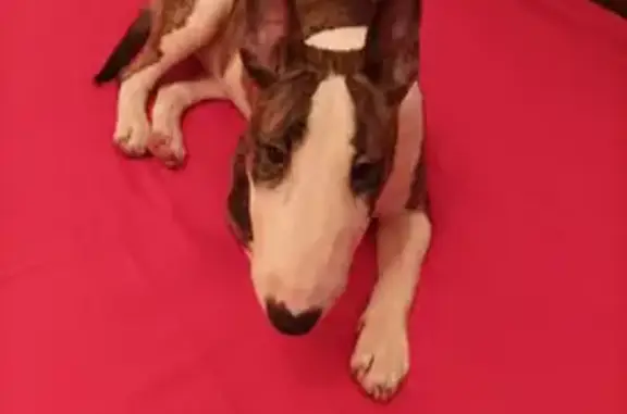 Пропала собака, женский пол, улица Коминтерна, 21/2, Москва - мини-бультерьер - photo